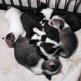 Chihuahua Puppies from Roodhaus Chihuahuas