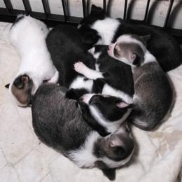 Chihuahua Puppies from Roodhaus Chihuahuas
