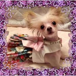 Chihuahua and Chinese Crested Puppies from Western Kentucky Chihuahua’s and Chinese Crested’s