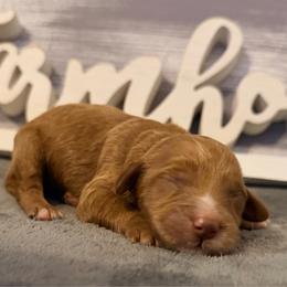 Boy 3 - Red male Cavapoo puppy in Bradenton, Florida from Christianna’s Mini Goldendoodles