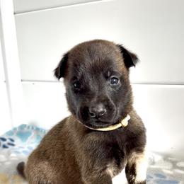Gray Collar - Mahogany male Belgian Malinois puppy in Trenton, Georgia from Laeknir K9