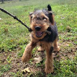 Welsh Terriers from Jenkins Welsh Terriers