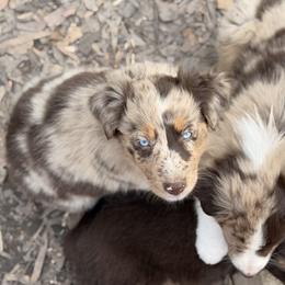 Nezuko - Red merle female Australian Shepherd puppy in Macon, Georgia from Shaina’s Shepherds