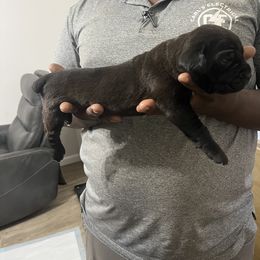 Cane Corso Puppies from Double C Cane Corso Kennel