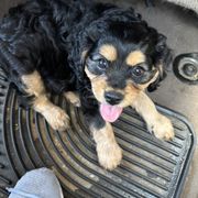 Bean - Black and tan male Cavachon puppy in Greeley, Colorado from Cute, Colorado Cavachons