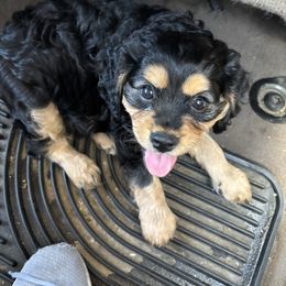 Bean - Black and tan male Cavachon puppy in Greeley, Colorado from Cute, Colorado Cavachons