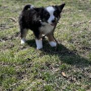 Sporty Mix Puppies from Ebonheart Kennel