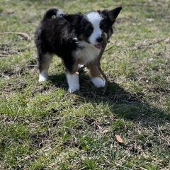 Sporty Mix Puppies from Ebonheart Kennel