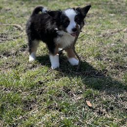 Sporty Mix Puppies from Ebonheart Kennel
