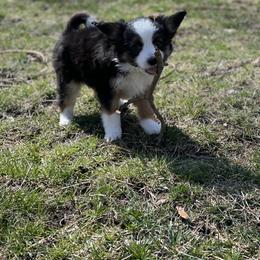 Sporty Mix Puppies from Ebonheart Kennel