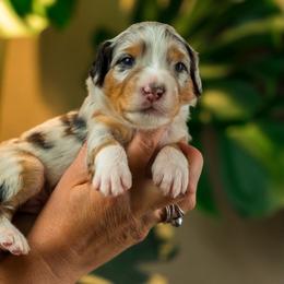 Ann - female Australian Mountain Doodle puppy in Cortez, Colorado from Sassy Pants Pups