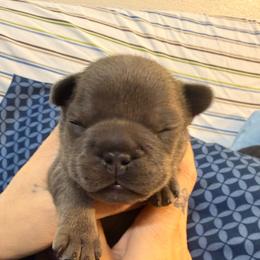 Boy 4 - Blue male French Bulldog puppy in Spanaway, Washington from Frog Faced Frenchies