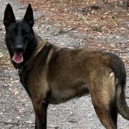 Belgian Malinois from VonSal Kennels