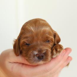 Orange - Apricot female Australian Labradoodle puppy in Williamstown, New York from Lewis Manor Labradoodles