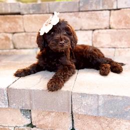 Cavapoo and Goldendoodle Puppies from Space Coast Doodle Co.