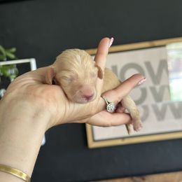 Amos - Cream male Dachshund puppy in California from Ranch Hand Weenies