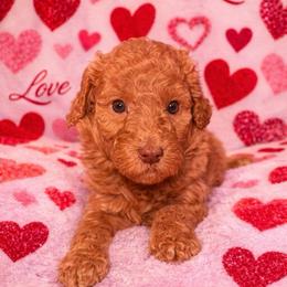 Florida - Red female Aussiedoodle puppy in High Point, North Carolina from Kingsfield Doodles
