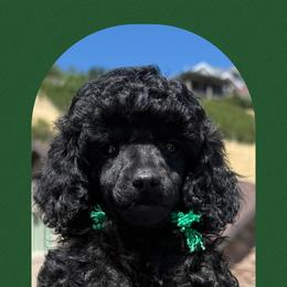 Boy 2 - male Poodle puppy in Ogden, Utah from Kotu Poodles