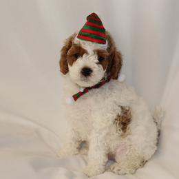 Bernedoodle, Cavapoo, and Poodle Puppies from Liberty Farms Puppies