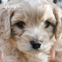 Cavapoo Puppies from The Cuddle Cavapoo Co.