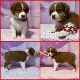 Red tri female  (red collar) - Red tri-color female Australian Shepherd puppy in Castle Rock, Washington from Zoolo Kennels “HOF”