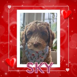Sky - Caramel male Australian Labradoodle puppy in Citrus Heights, California from Elite Blend Labradoodles