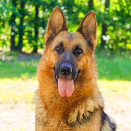Xena - German Shepherd