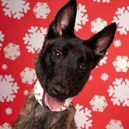 Dutch Shepherds from End Times K9