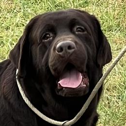 Ross - Labrador Retriever
