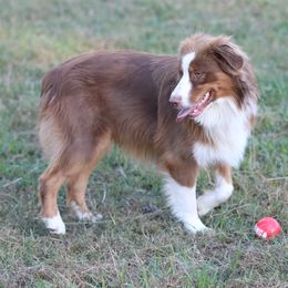 Copper - Australian Shepherd