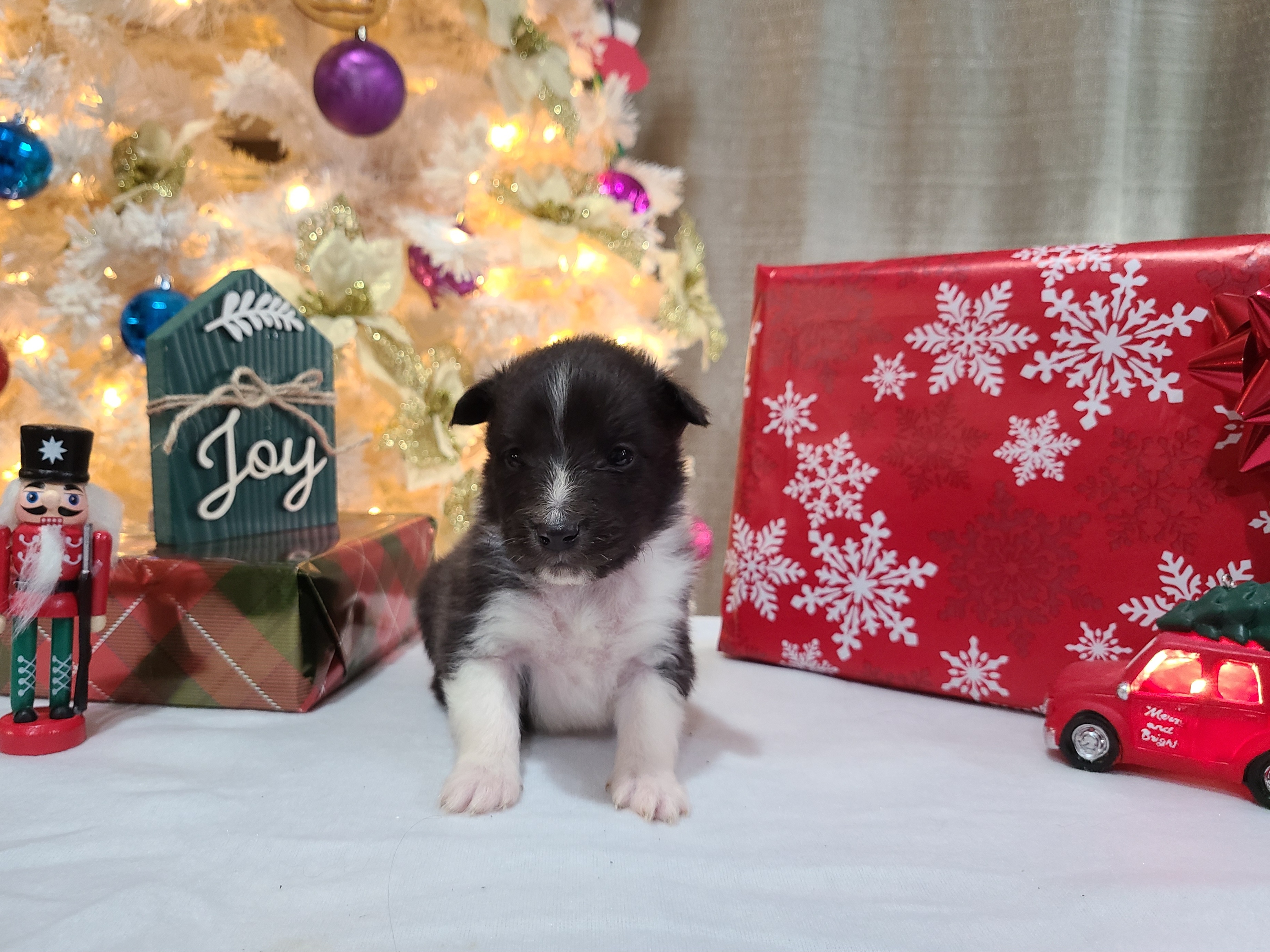 Shetland Sheepdog Puppies from Henotic Homestead's Shetland Sheepdogs