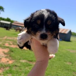 Colt - Black tri-color male Australian Shepherd puppy in Cushing, Oklahoma from Midwest LP Aussies
