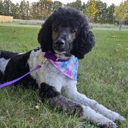 Margo - Poodle