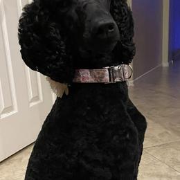 Poodles from Concertos Poodles