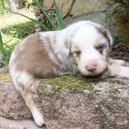 Mantis - Red merle male Australian Shepherd puppy in Macon, Georgia from Shaina’s Shepherds