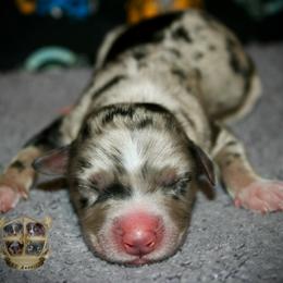 Maverick - Blue merle male Miniature Australian Shepherd puppy in El Dorado Springs, Missouri from HP Aussie Kennels