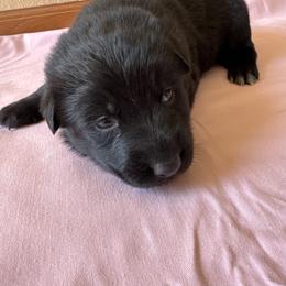 Solid black female - Black female German Shepherd puppy in Jennings, Kansas from Lost Creek German Shepherds LLC