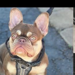 Aegon - French Bulldog