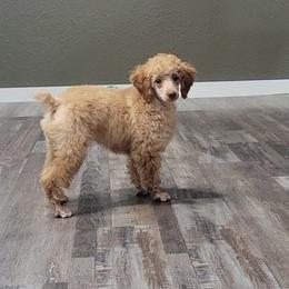 Willie - Apricot male Poodle puppy in Missouri from KDK Missouri Miniature Poodles