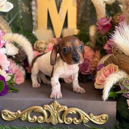 Betty - Piebald female Dachshund puppy in Wills Point, Texas from Duck Creek Farm