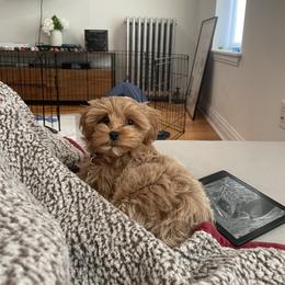 Maltipoo All Grown Up from Minipaws kennel