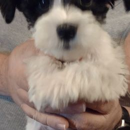 Miniature Schnauzer Puppies from Sky & Ivy Farms
