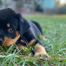 Rottweilers from Bold & Beautiful Rottweilers
