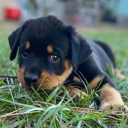 Rottweilers from Bold & Beautiful Rottweilers