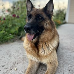 Fadia - German Shepherd