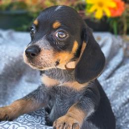 Miss Dolly - Black tan and bluetick female Beagle puppy in Robbins, Tennessee from Orange Mountain Basset Hounds & Beagles