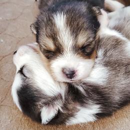 Pomskies from Wildfire Pomskies