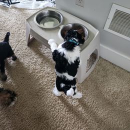 Bernedoodle Puppies from Andrew's Bernedoodles