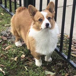 Pembroke Welsh Corgis from The Painted Pup