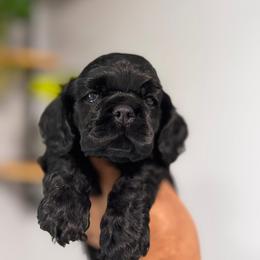 Cocker Spaniel Puppies from Arquivolta Kennel